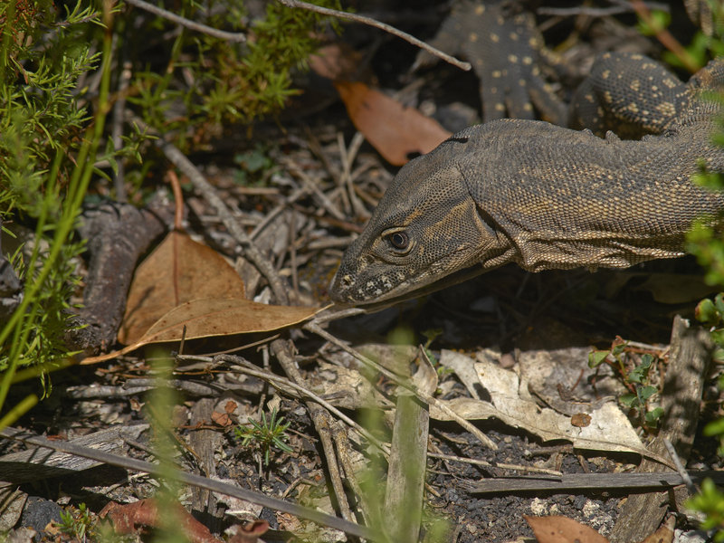 Kangaroo Island, Goanna